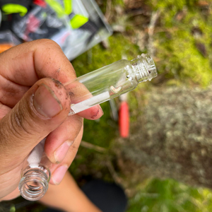 En hand håller i en liten glasflaska med en vit larv i. Foto.