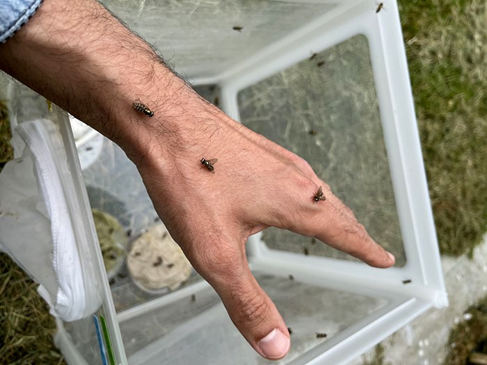 Hoverflies on a hand. Photo.