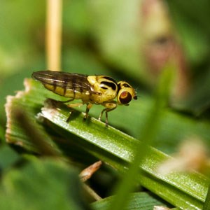 En fluga på ett grönt blad. Foto.