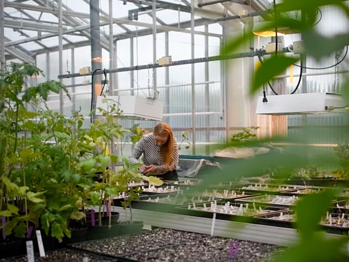 A woman in a large greenhouse. Photo.