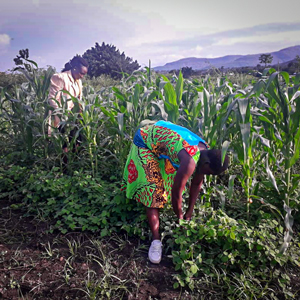 Två kvinnor i ett majsfält. Foto.