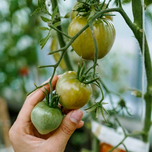 A hand picks green tomatoes. Photo.
