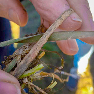 A person holding a brown wheat plant. Photo.