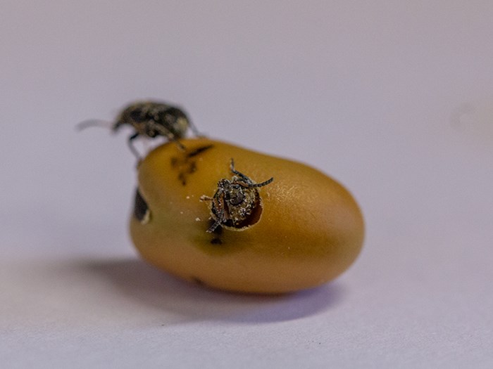 Two beetles and a bran. Photo.