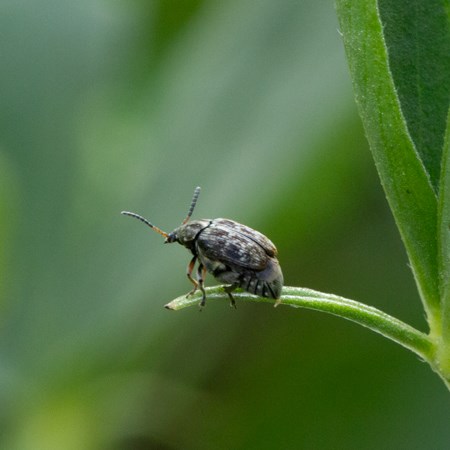 A beetle on a leaf. Photo.