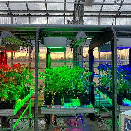 Tomatplanter blir belysta med olikfärgat ljus. Foto.