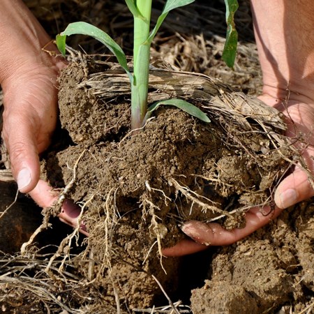 Händer håller upp ett rotsystem med jord. Foto.