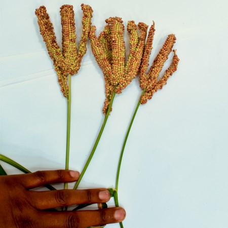 Finger millet on a table. Photo.