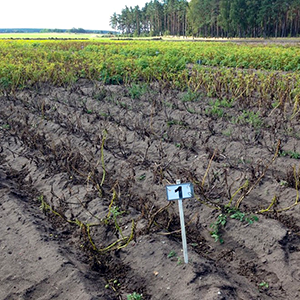En åker med döda plantor på. Foto.
