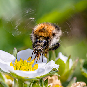 Bee flying over a strawberry flower, photo.