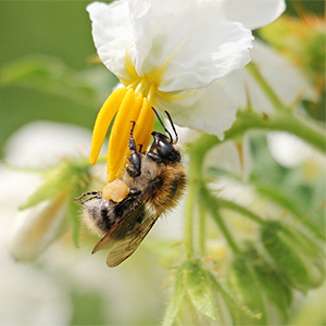 En humla vid en potatisblomma, foto.