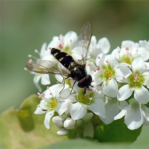 A hoverfly on a buckwheat flower. Photo.