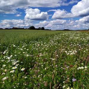 Blommor under en blå himmel. Foto.