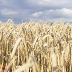 Ears of wheat on a field. Photo.