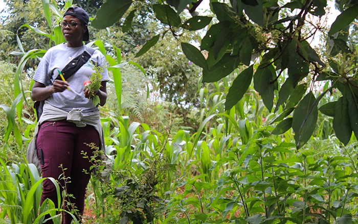 A woman stands by corn plants with a pencil in her hand. Photo. 