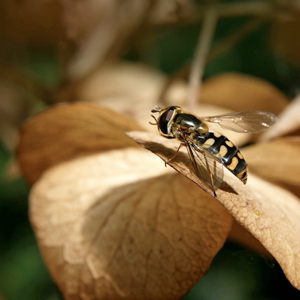 En blomfluga på ett brunt löv. Foto.