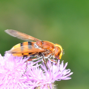 A hoverfly on a purple flower. Photo.