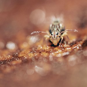 En insekt med långa antenner på en brun yta. Foto.