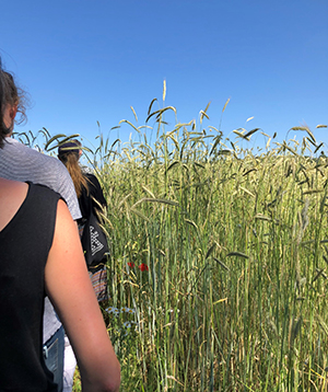 Människor går i ett fält med äldre hög råg.