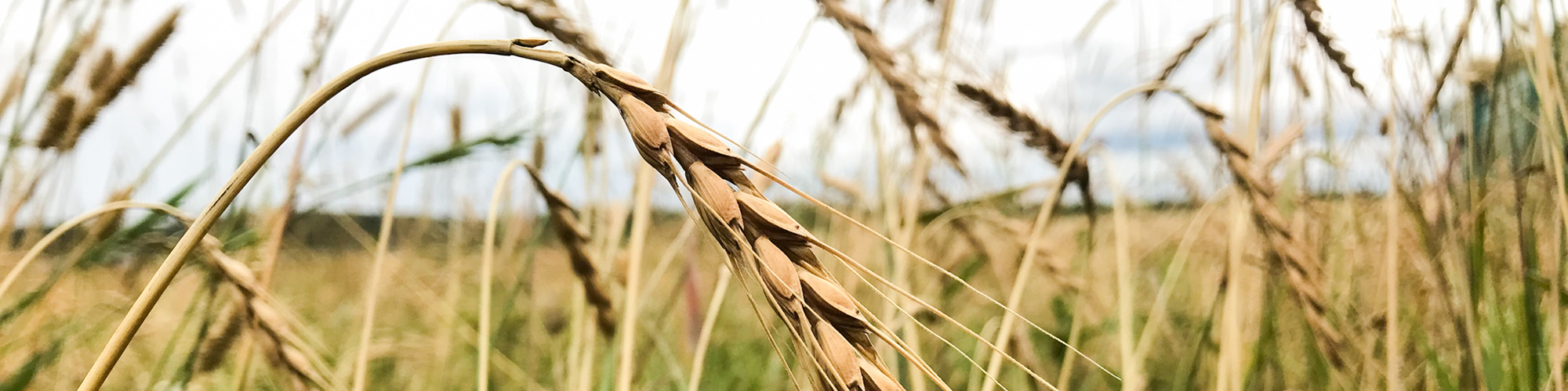 Närbild på mogen råg. Foto.