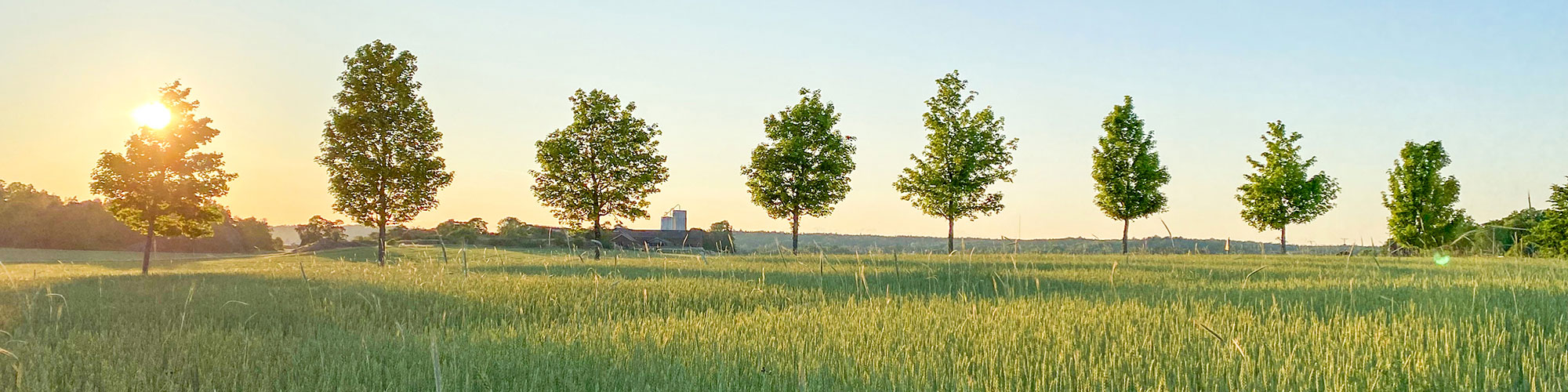 En allé med träd i ett jordbrukslandskap, foto.