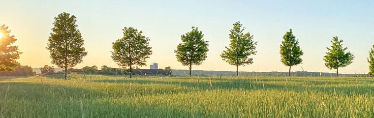 En allé med träd i ett jordbrukslandskap, foto.