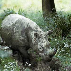 Foto: Torbjörn Ebenhard