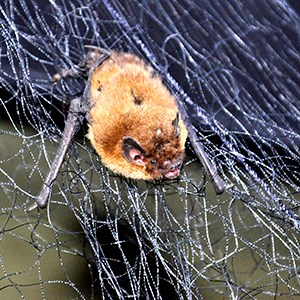 En fladdermus hänger i ett fångstnät. Foto.