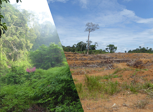En bild på en regnskog, en bild på en skövlad regnskog. Fotomontage.