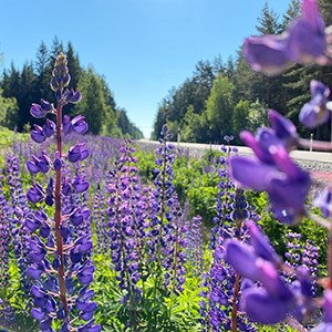 Blomsterlupiner vid en väg. Foto.