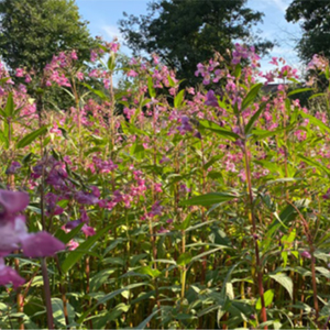 stort bestånd av jättebalsamin