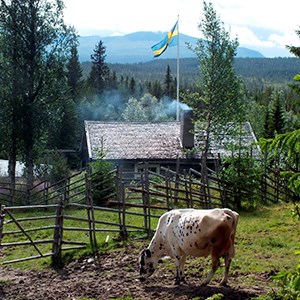 ko som betar på en fäbod. Foto.