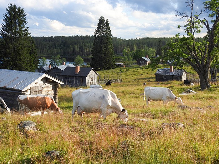 Vy över en äng med timmerstugor. Sjö i bakgrunden. Foto.