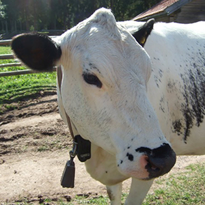 Close-up of a cow.