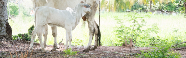 Cow and calf, photo.