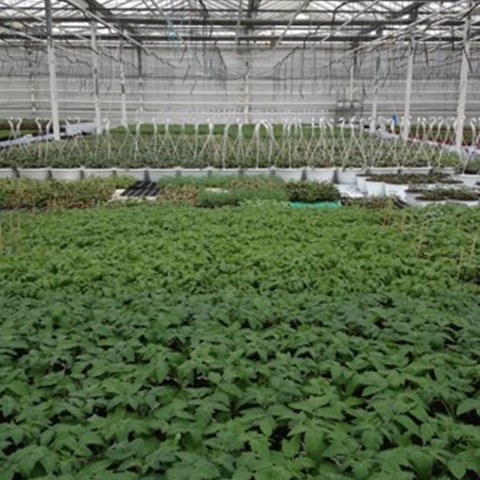 Odling i ett växthus, foto.