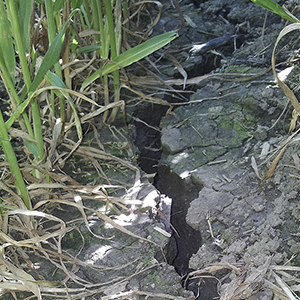 Spricka i jorden, foto.