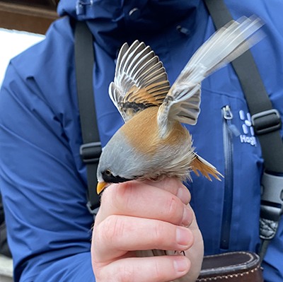 Ringmärkning av skäggmes.