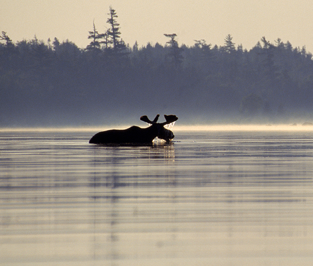 Älg som badar. Foto.