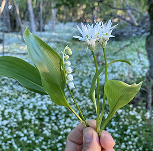 Liljekonvalj och ramslök