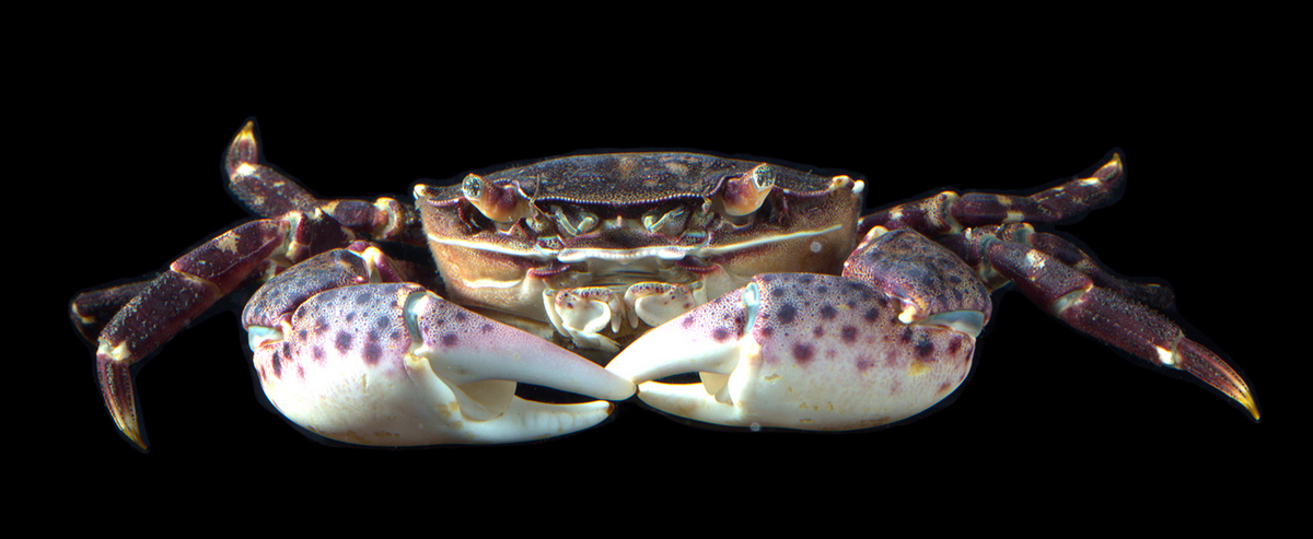 Bilden visar en krabba