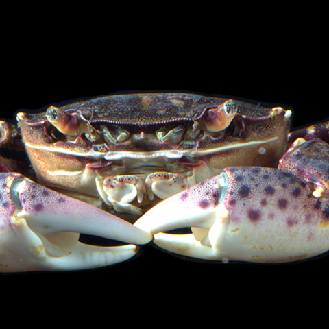 Bilden visar en krabba