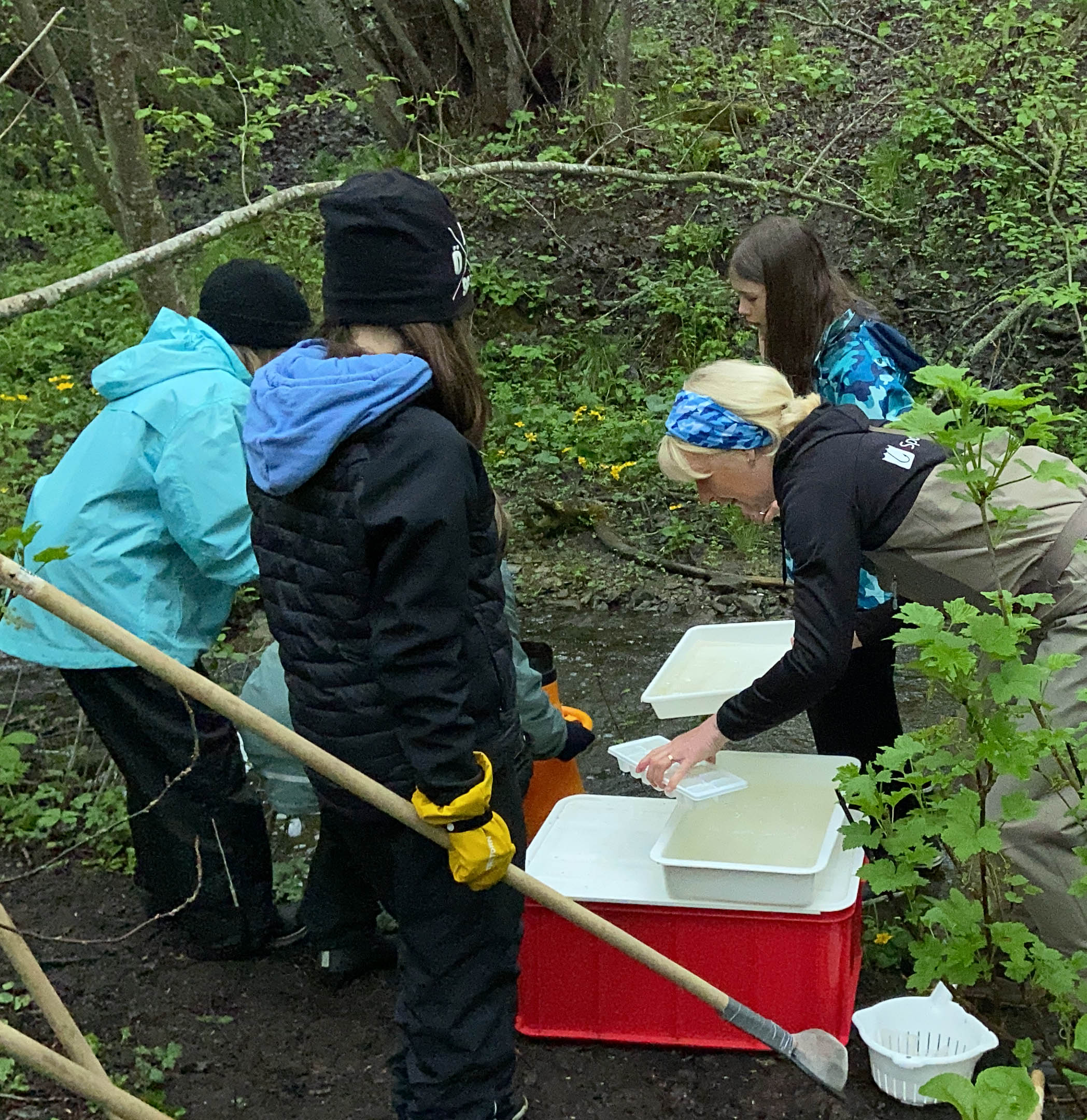 Barn och pedagog tittar i tråg vad de har fångat i bäcken.