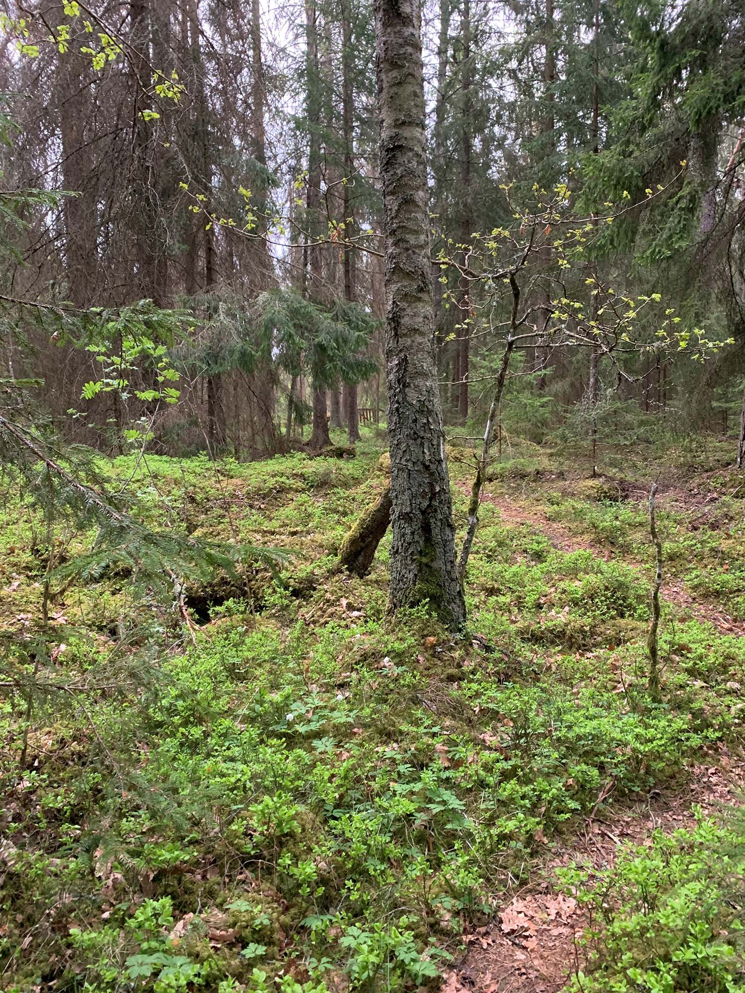 Skog med en stig och blåbärsris
