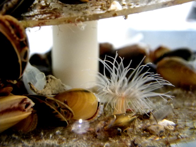 Havsanemon, blåmusslor och sjöpungar på VIRTUE-skiva