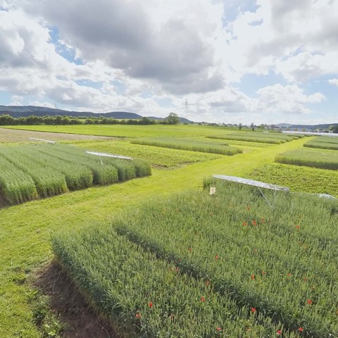 Flygbild över försöksodlingar i långa rutor.