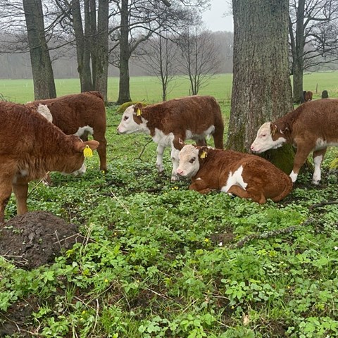 En grupp betande ungtjurar i en träddunge.