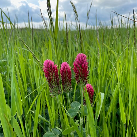 Red flowers of crimson clover in front of green grass.