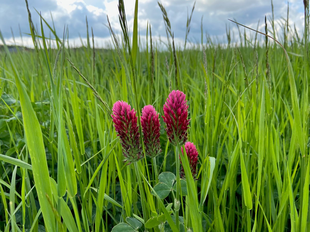 Different kinds of crop diversity at conventional and organic farms