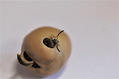 Bönsmyg tittar upp ur böna.